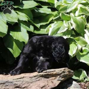Baxter, Irish Doodle Puppy